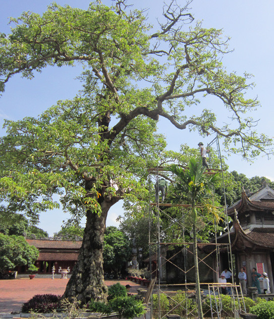 Image result for "cây Gạo" + " xã Cẩm Giàng, huyện Cẩm Thủy"