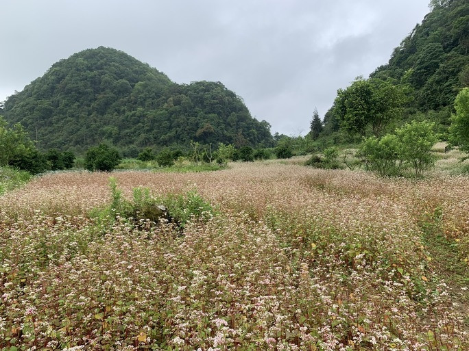 Ngỡ ngàng ngắm hoa tam giác mạch trái mùa ở Hà Giang - Ảnh 1.