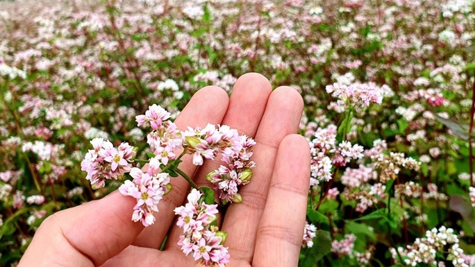 Ngỡ ngàng ngắm hoa tam giác mạch trái mùa ở Hà Giang - Ảnh 4.