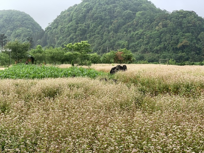 Ngỡ ngàng ngắm hoa tam giác mạch trái mùa ở Hà Giang - Ảnh 8.