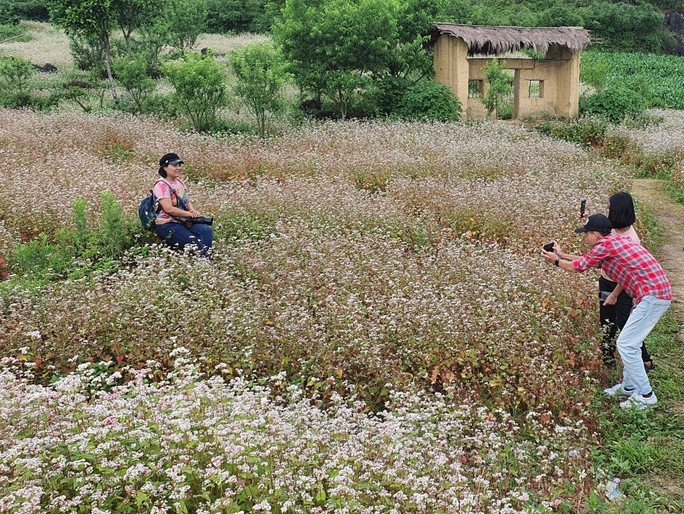 Ngỡ ngàng ngắm hoa tam giác mạch trái mùa ở Hà Giang - Ảnh 10.