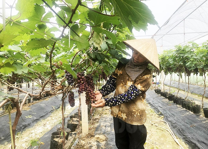 Video] Vườn nho lớn nhất tỉnh bán 3 tạ quả trong ngày đầu mở vườn -  BaoHaiDuong